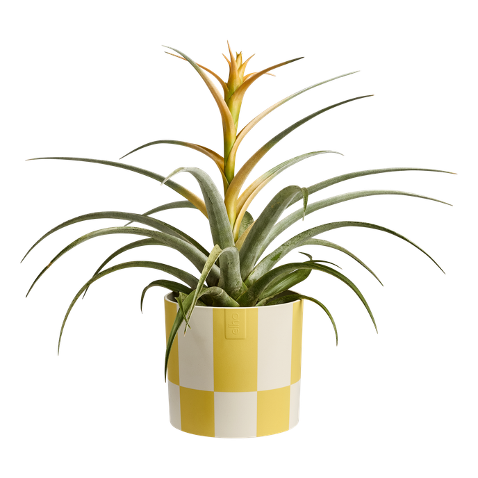 blocks & stripes 15cm cream yellow